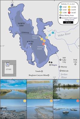 Toxic elements in benthic lacustrine sediments of Utah’s Great Salt Lake following a historic low in elevation